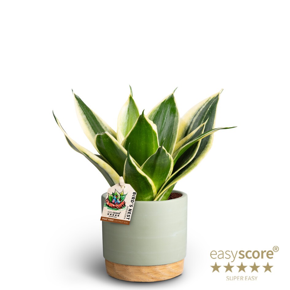 Woodbase Green, Sansevieria 'Hahnii Pagoda', D 10 cm