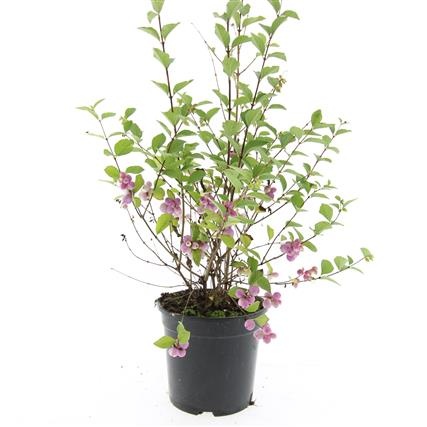 Symphoricarpos Magical Candy, D 14 cm