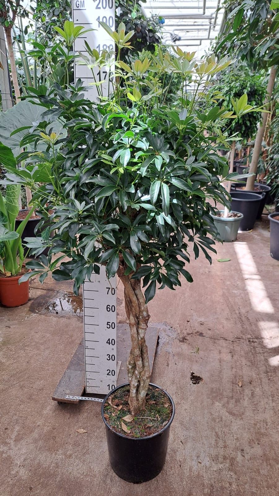Schefflera Compacta gevlochten stam 180, D 35