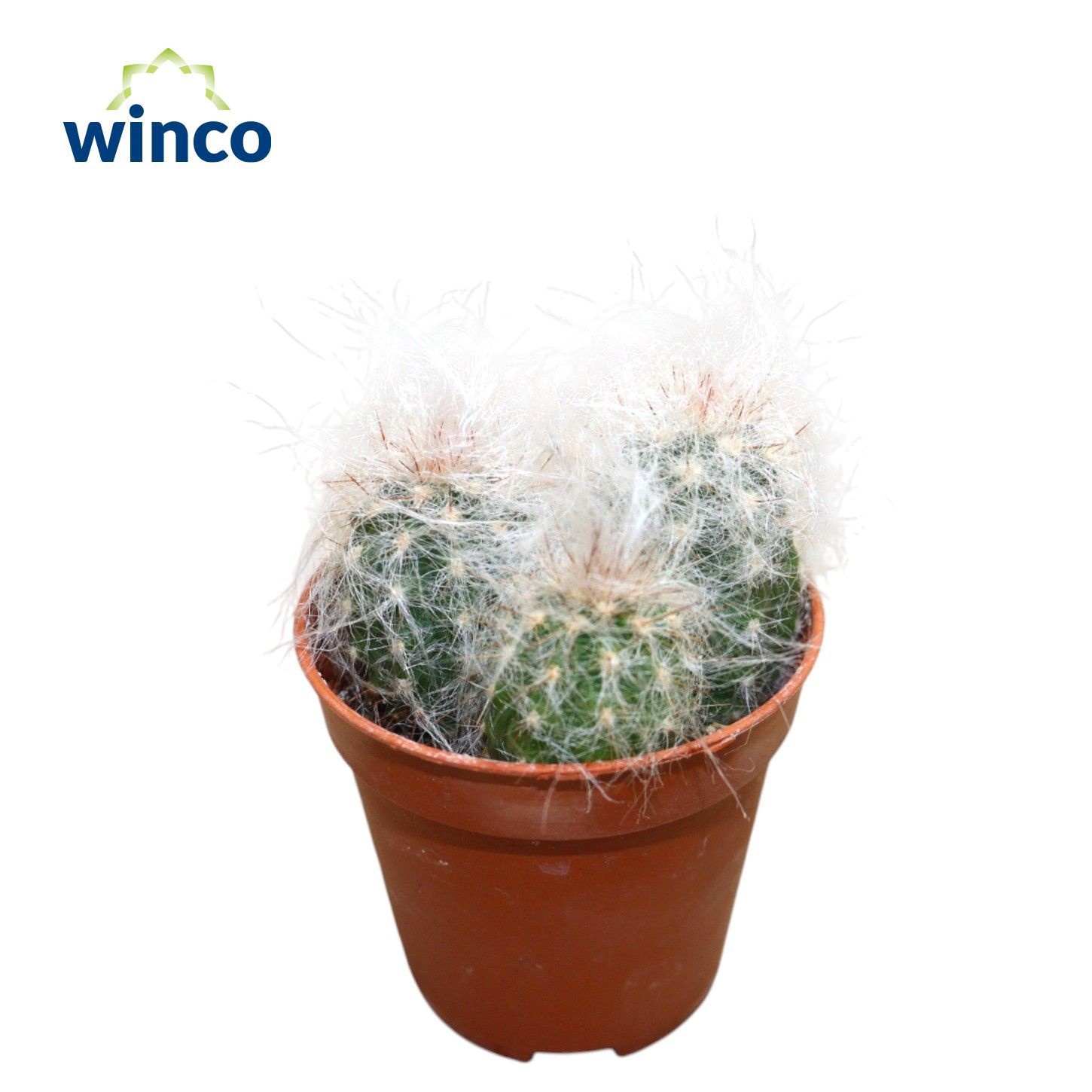 Oreocereus Trolley, D 5,5