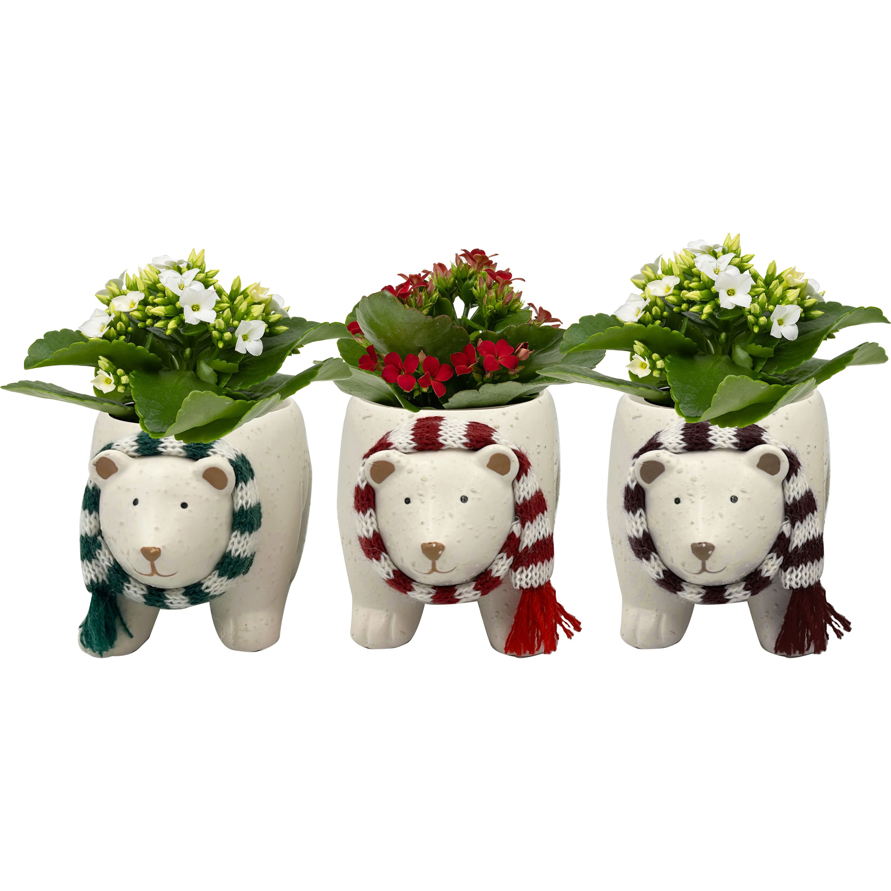 Chilly Bear with Kalanchoe, D 6