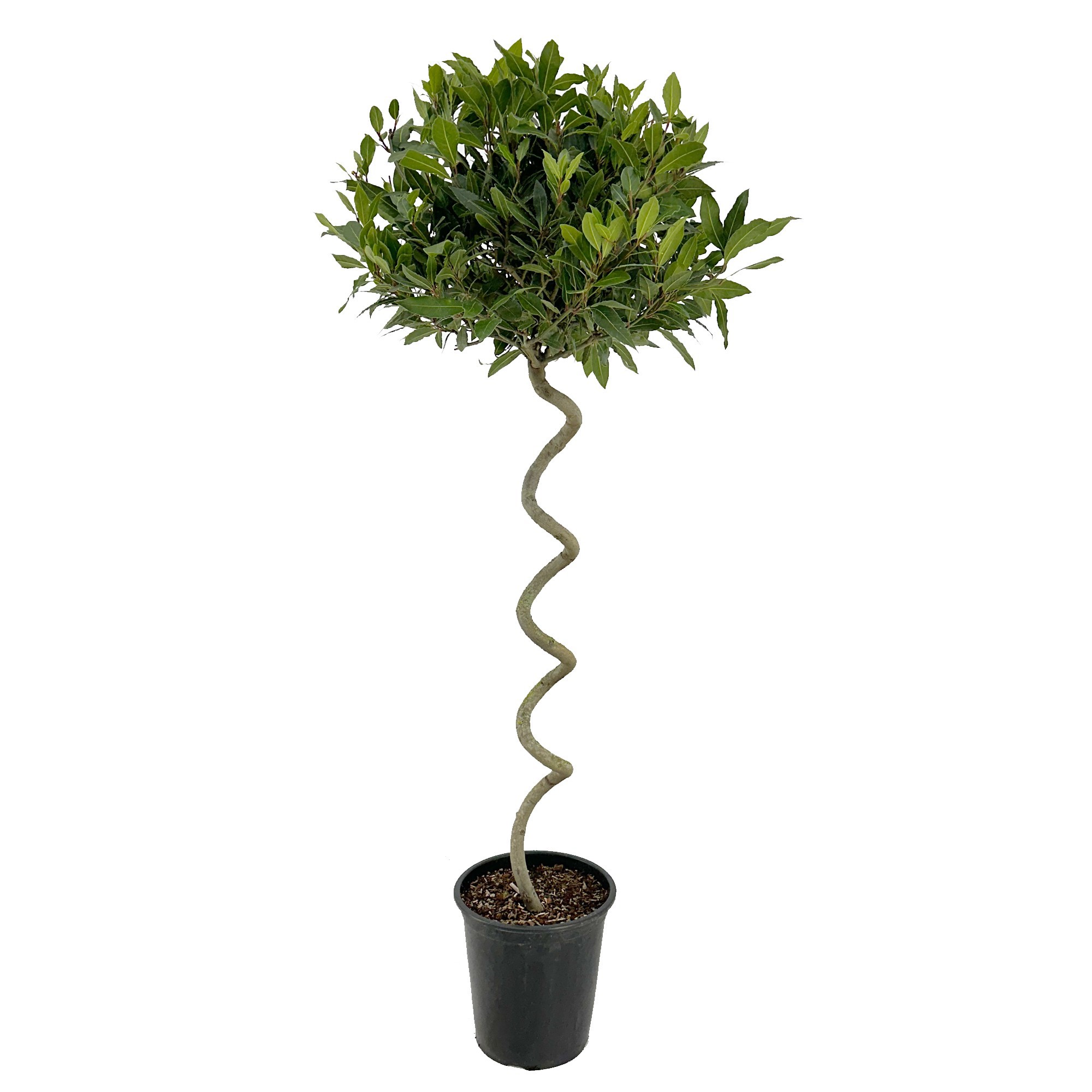 Laurus nobilis Kurketrekker, D 25