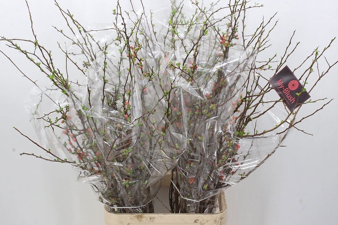 Хаеномелис Суперба 150, шт.