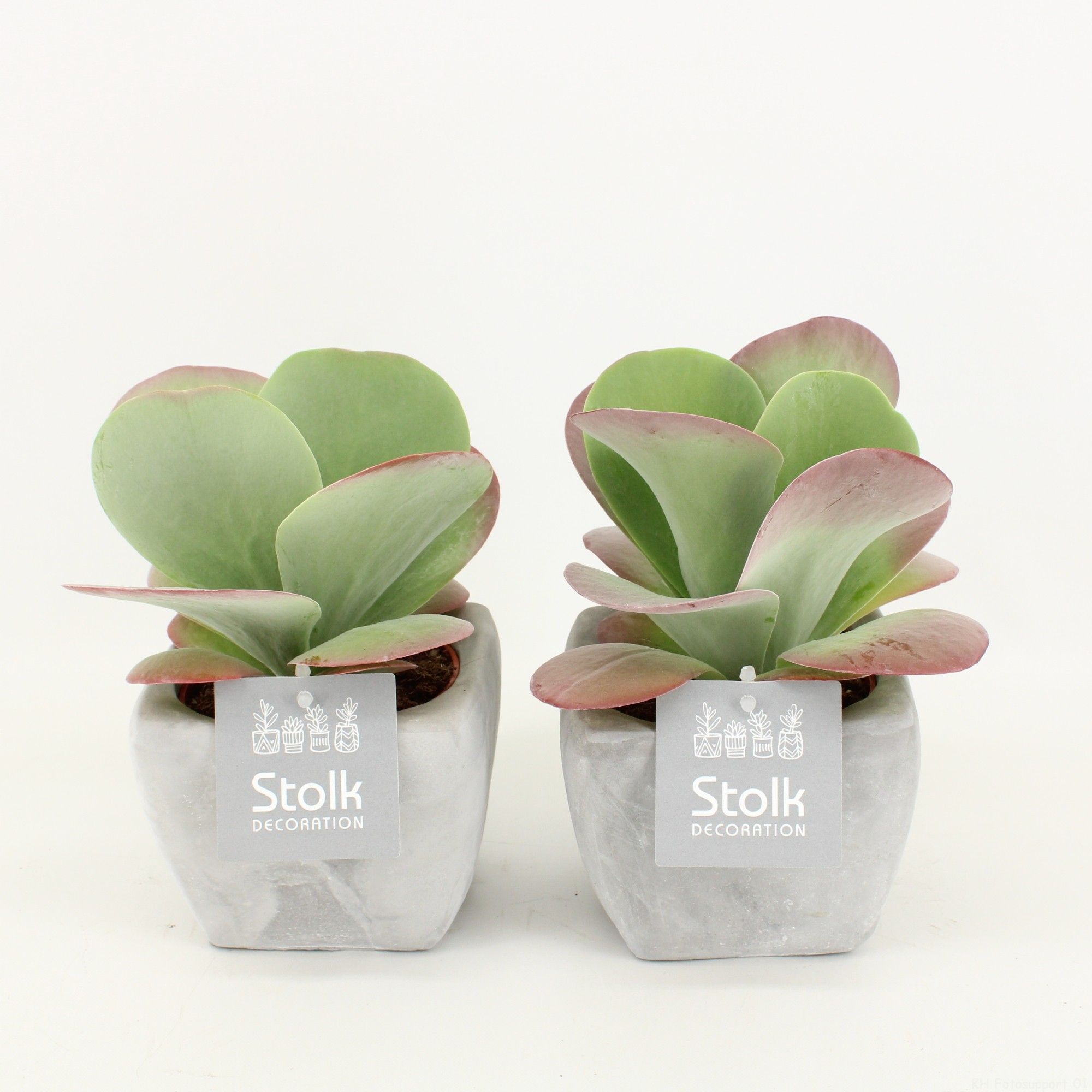 Kalanchoe Thyrsiflora 10,5 in vierkant stone pot, D 11 cm