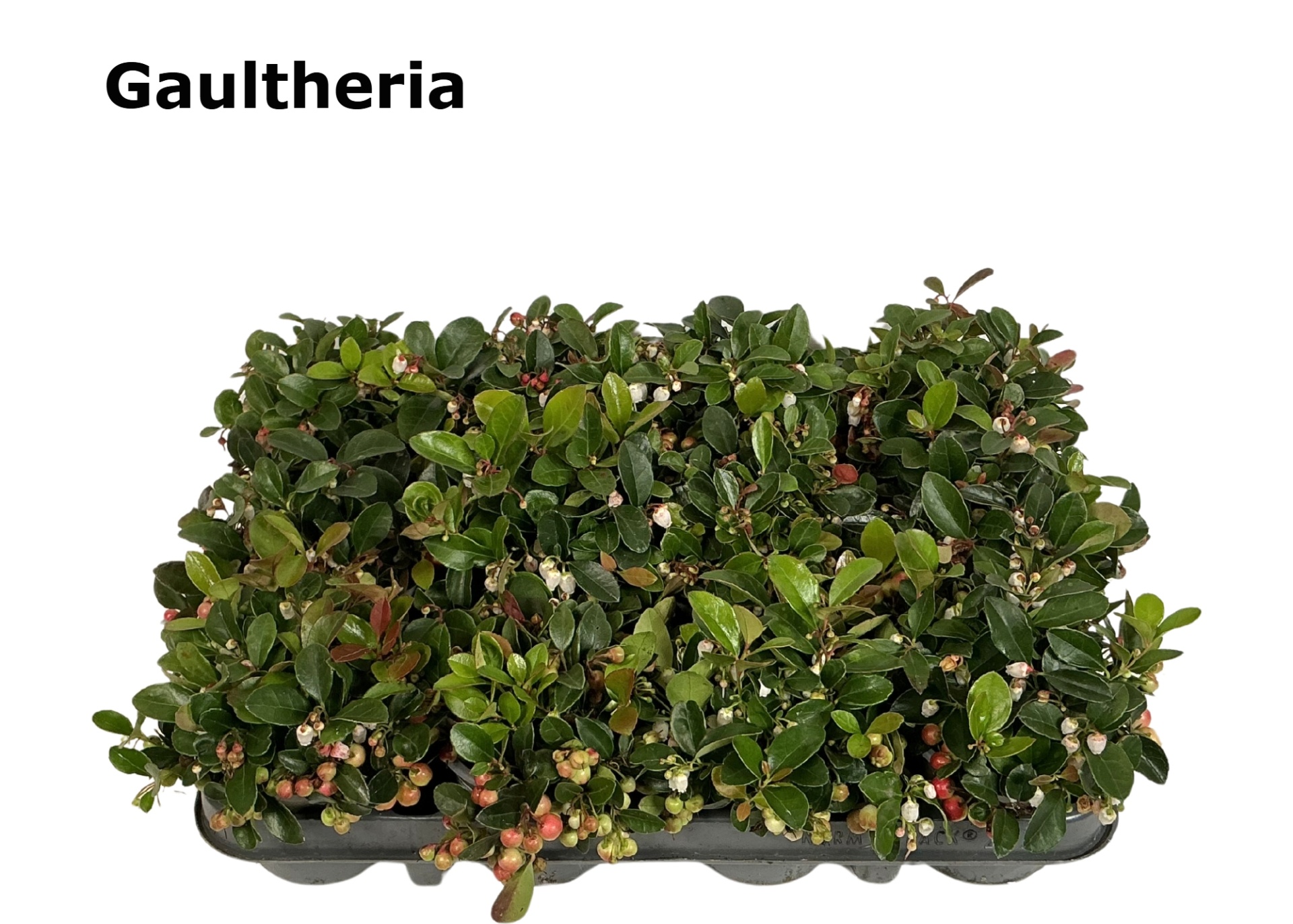 Gaultheria procumbens 9 cm, D 9 cm