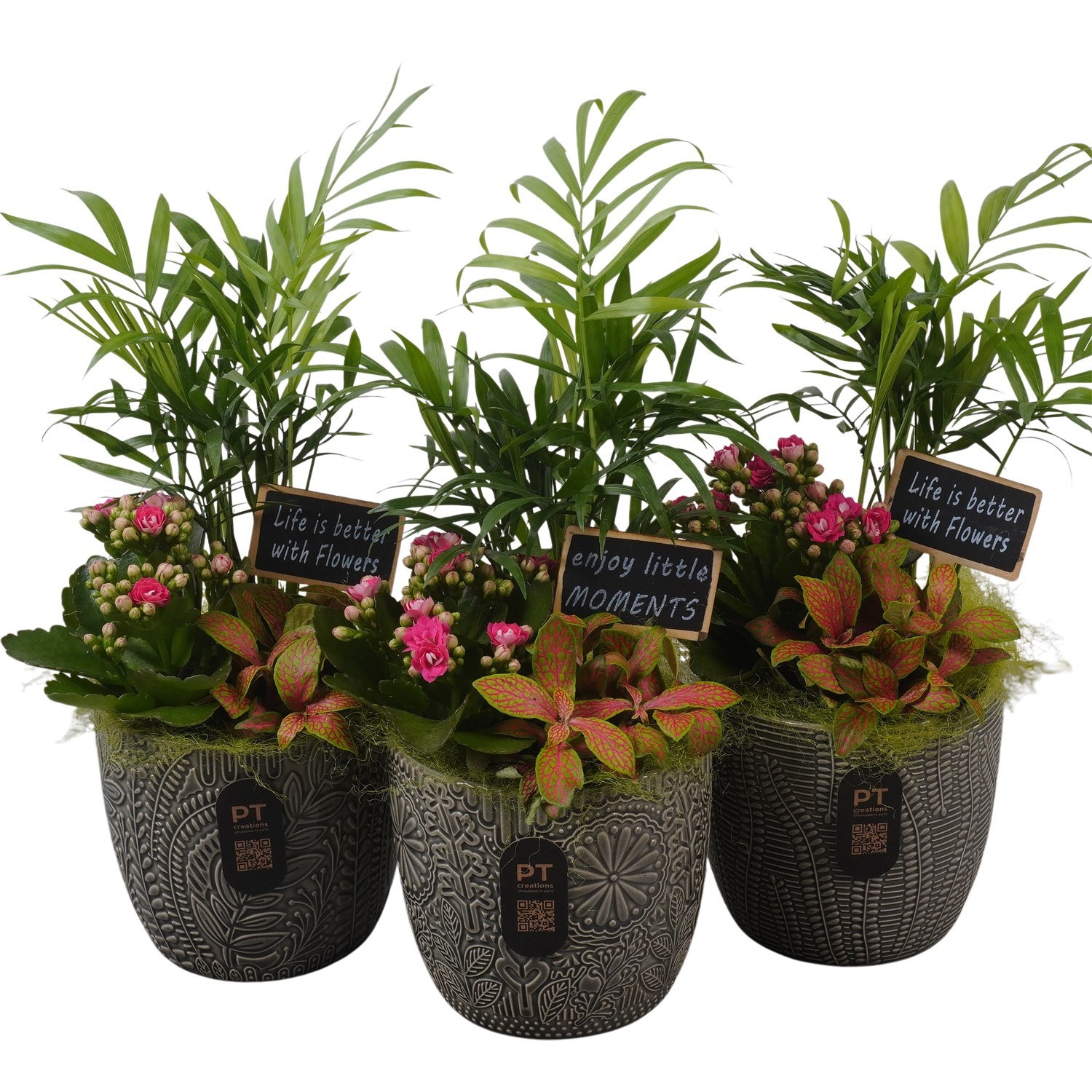 PTIB5192 Arrangement Indoor in keramiek pot, D 12