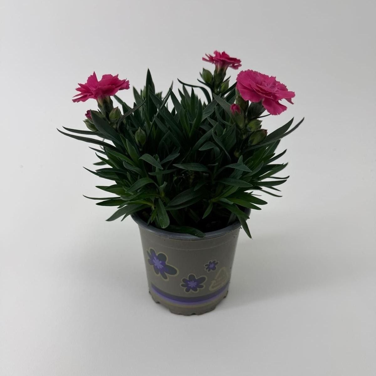Dianthus 'Oscar' Neon Pink, D 11