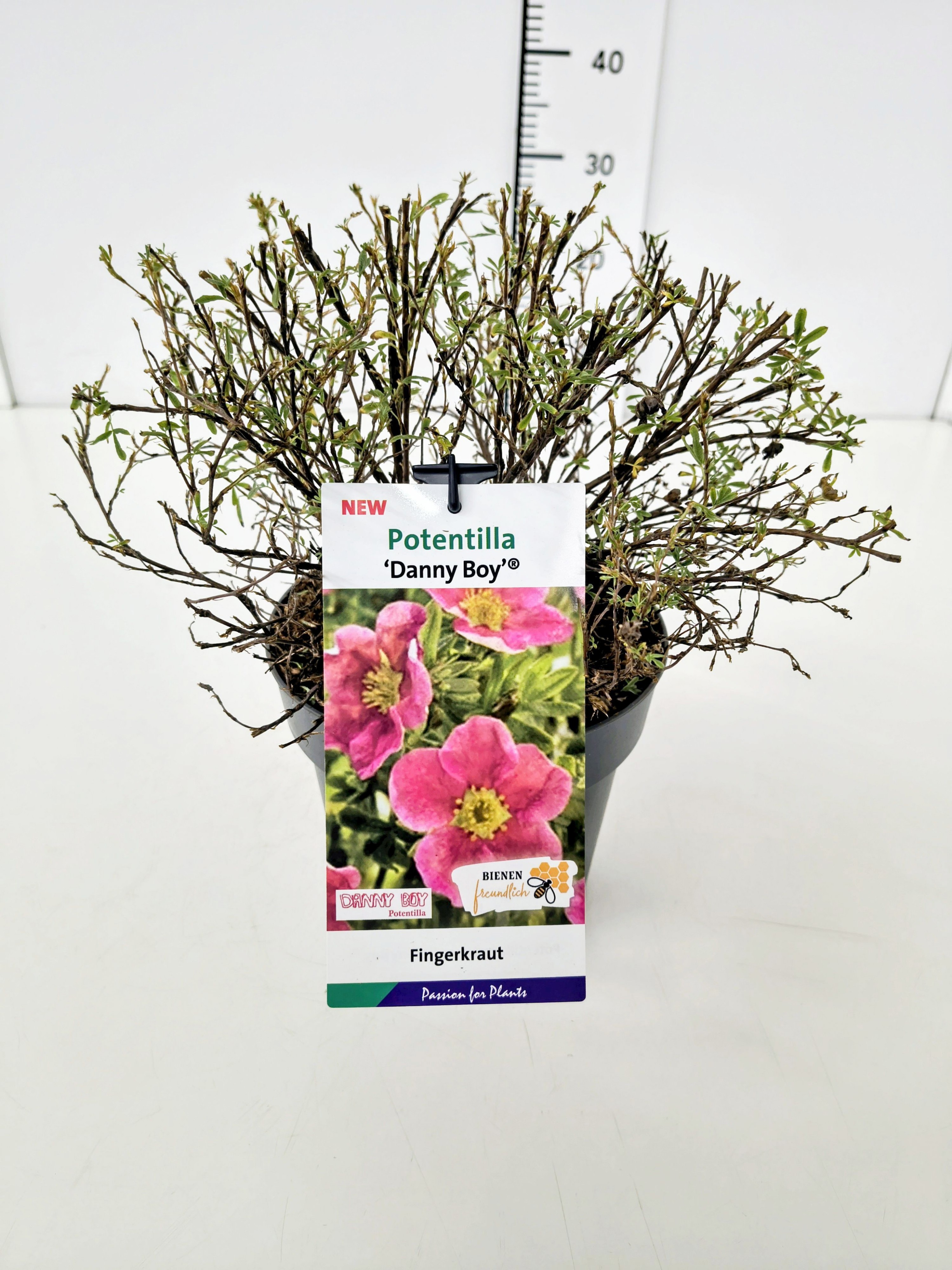 Potentilla frut. 'Danny Boy' 25-30C3, D 19