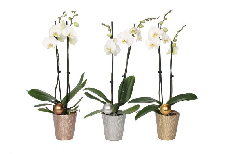 Zoe p12 dots mix luxury Phal white 2T14+, D 12 cm