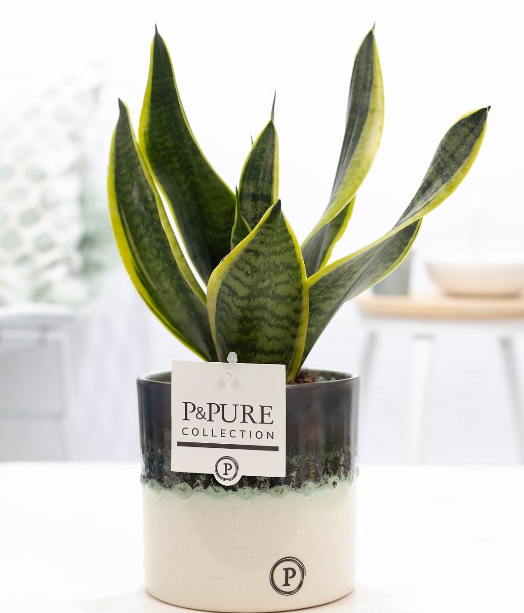 Sansevieria Trif. "Fut. S" in P&PURE Illusion cer. perfectly imp, D 12