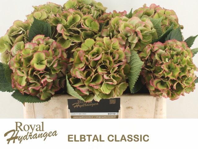 Гортензия Элбтал Классик 50, шт.