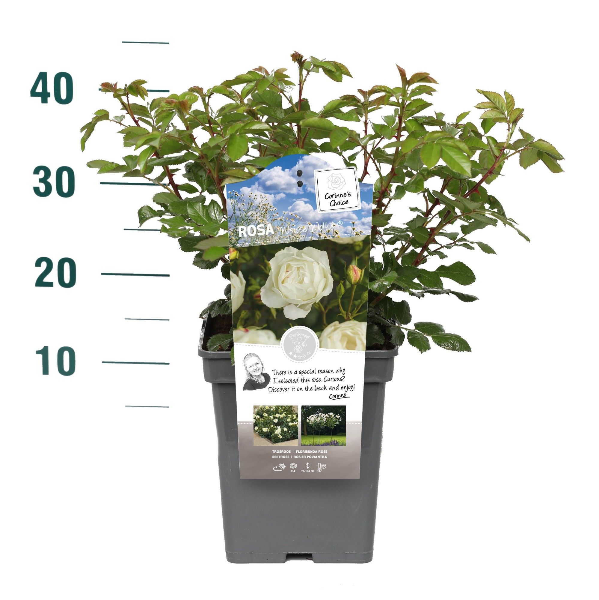 Rosa 'Weisse Wolke' - Struik - VP5 - Categorie 3, D 23 cm