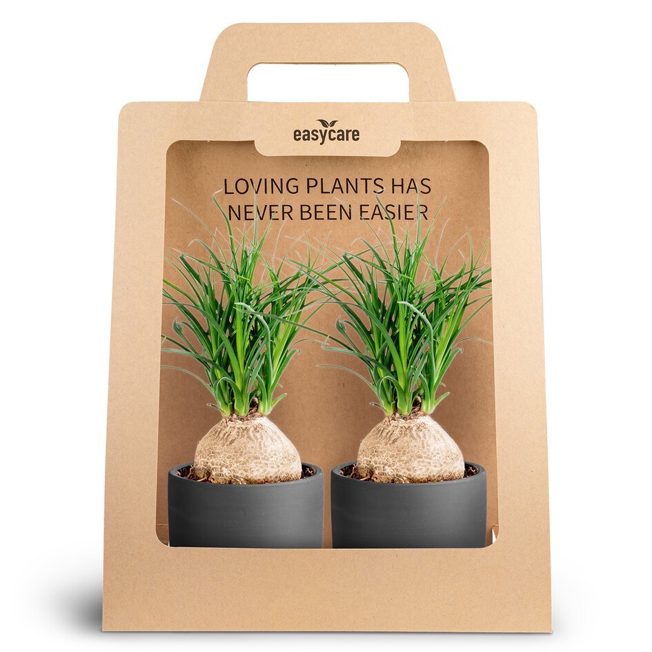 Beaucarnea recurvata 30990021 2-Pack Raw Black Beau, D 10 cm