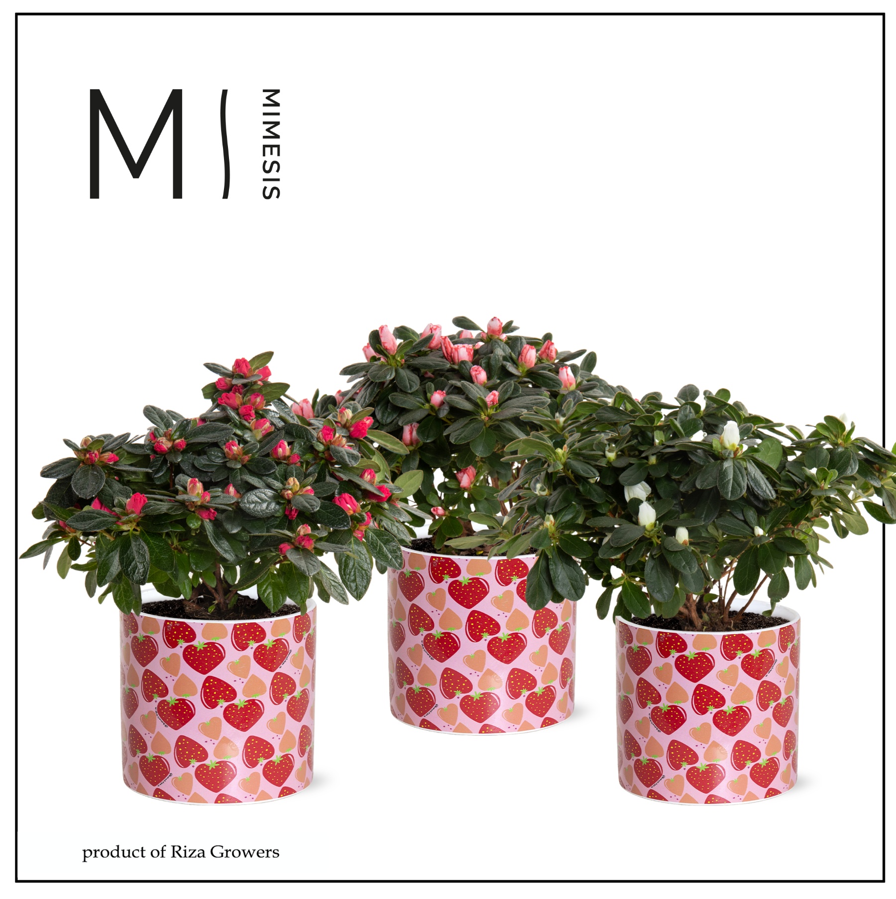 Azalea Mix - 13 cm in Lonneke - Spicy Blend, D 13