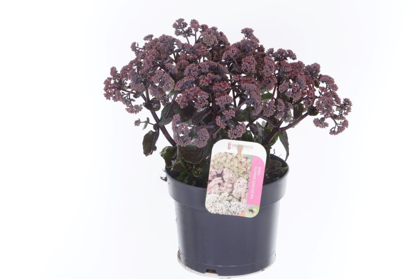 Sedum telephium Seduction Ros� Soir, D 17