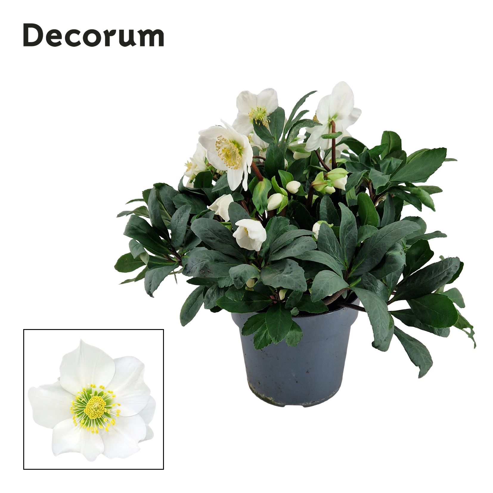 Helleborusn. Mont Blanc 17cm (Xl) Decorum, D 17 cm