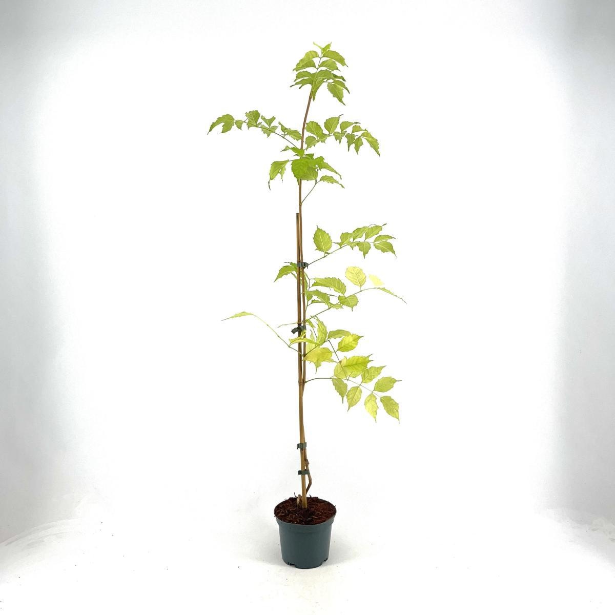 Campsis rad. 'Flava', D 17 cm