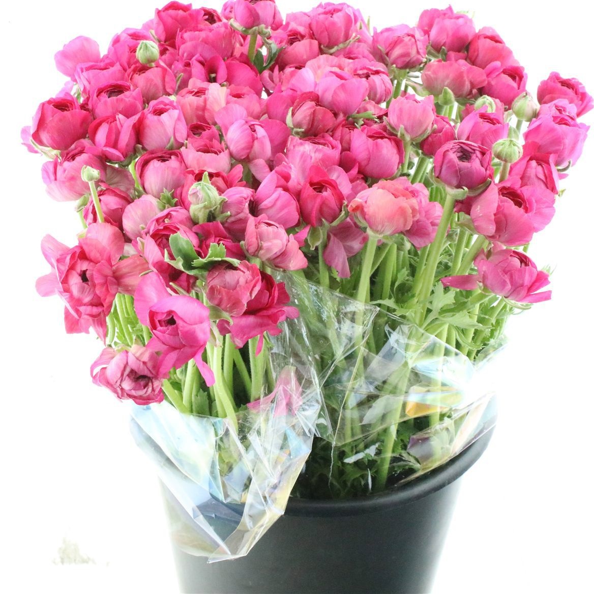 Ранункулус Элеганс Хот Пинк 45, шт.