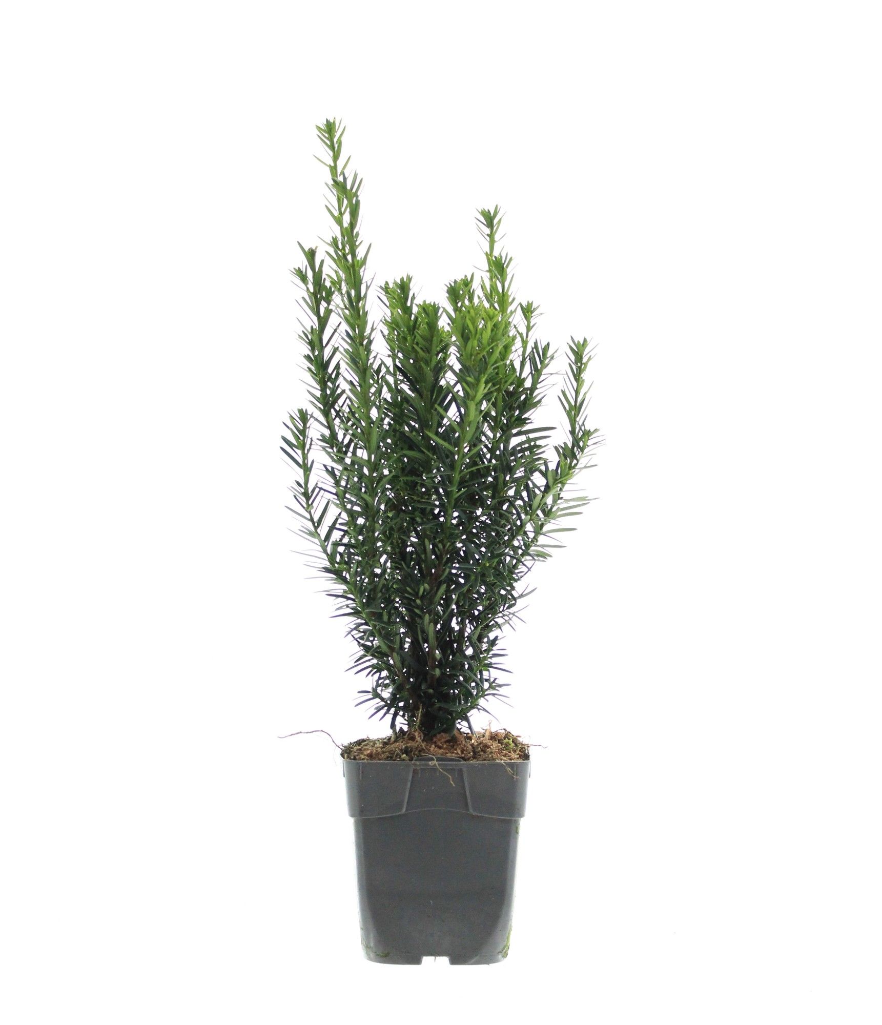 Taxus media 'Hillii', D 12