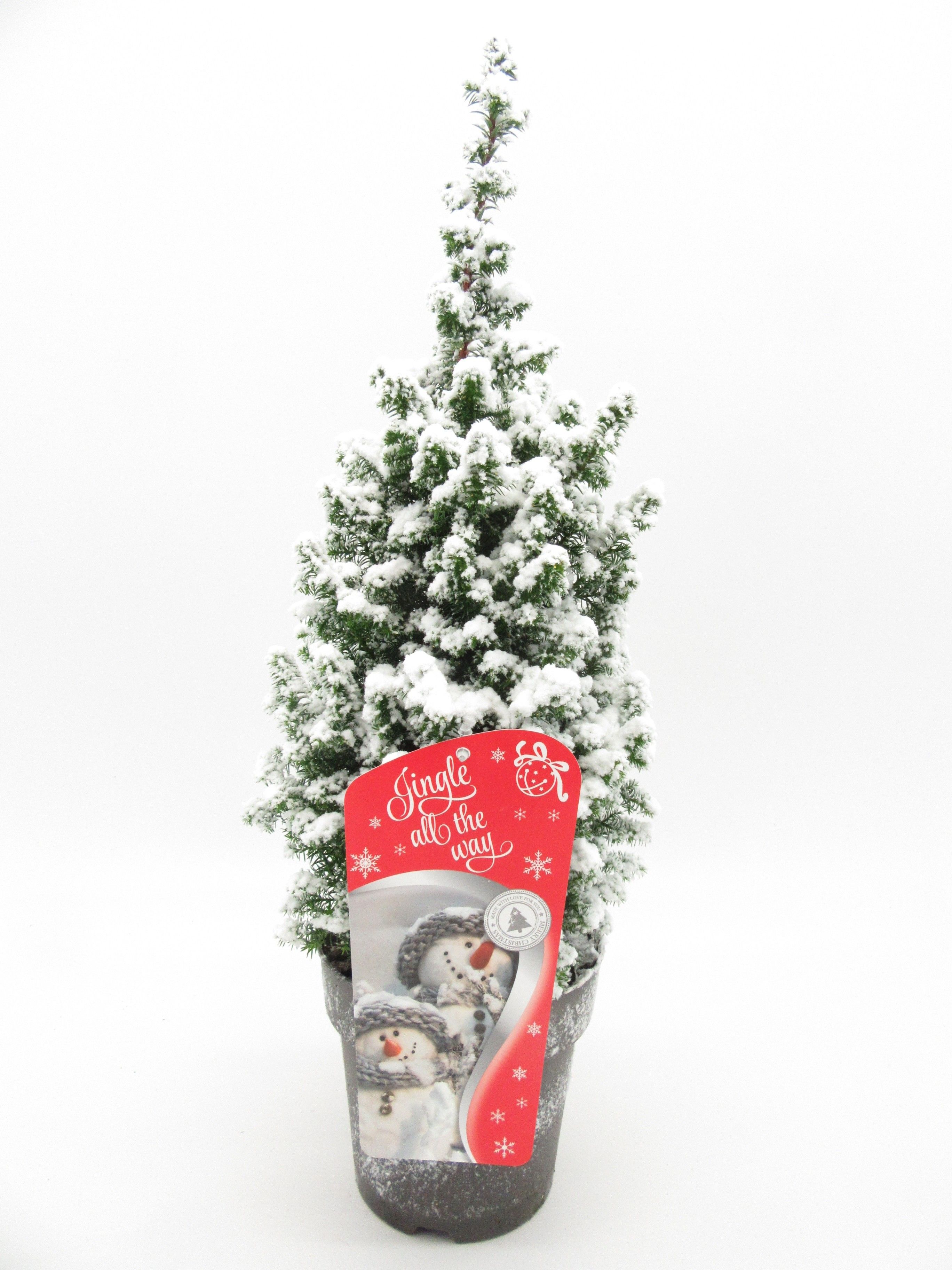 Top Point met Sneeuw en kerst etiket, D 15 cm