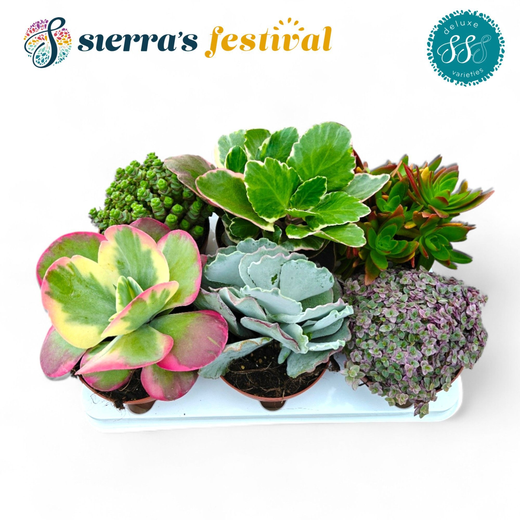 Festival® - Succulents Mix (Deluxe), D 13