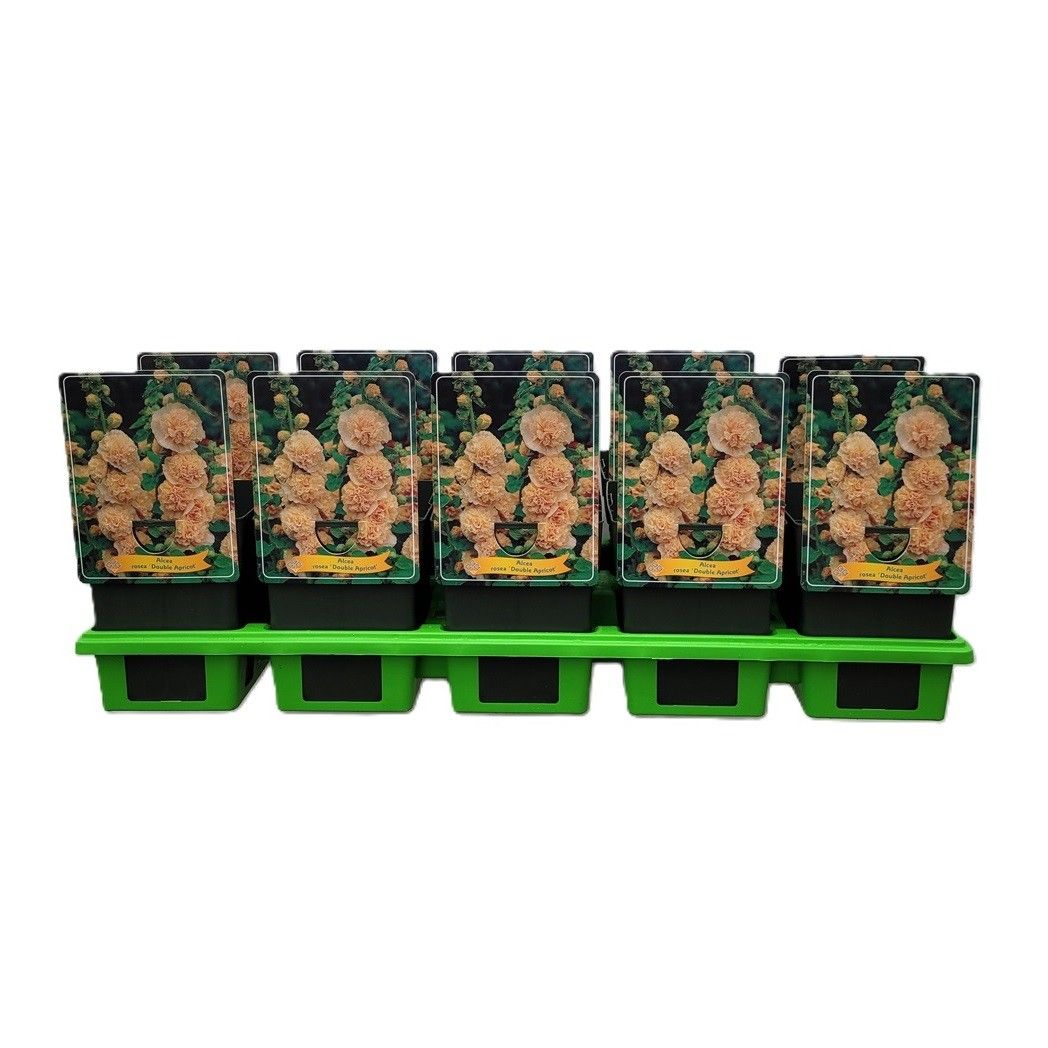 Alcea rosea 'Double Apricot' P11, D 11 cm