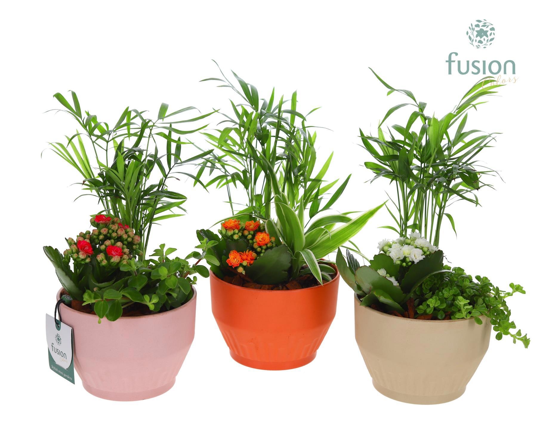 Biologisch afbreekbare schaal Small met Arrangement, D 13