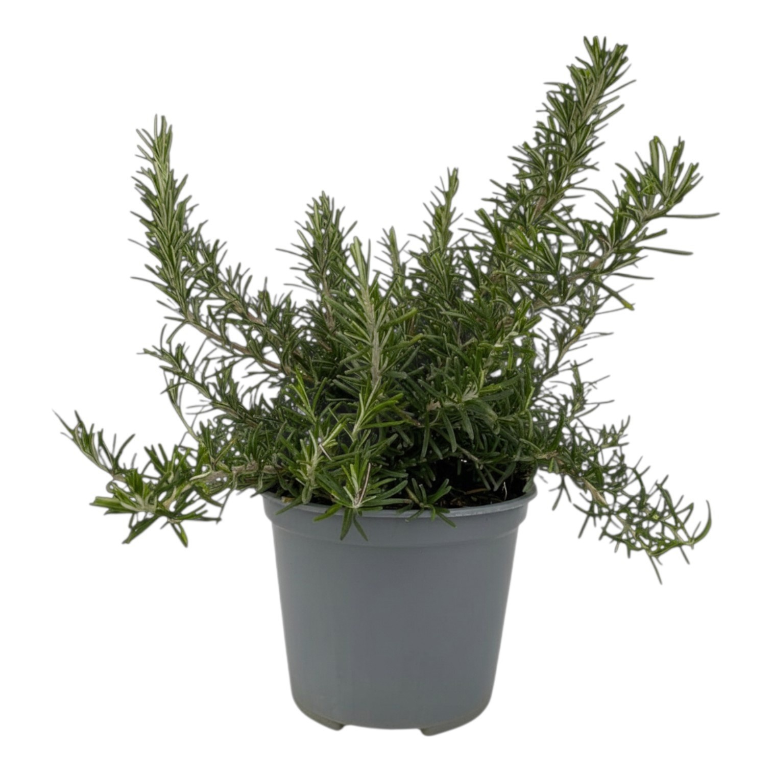 Rosmarinus prostratus, D 14