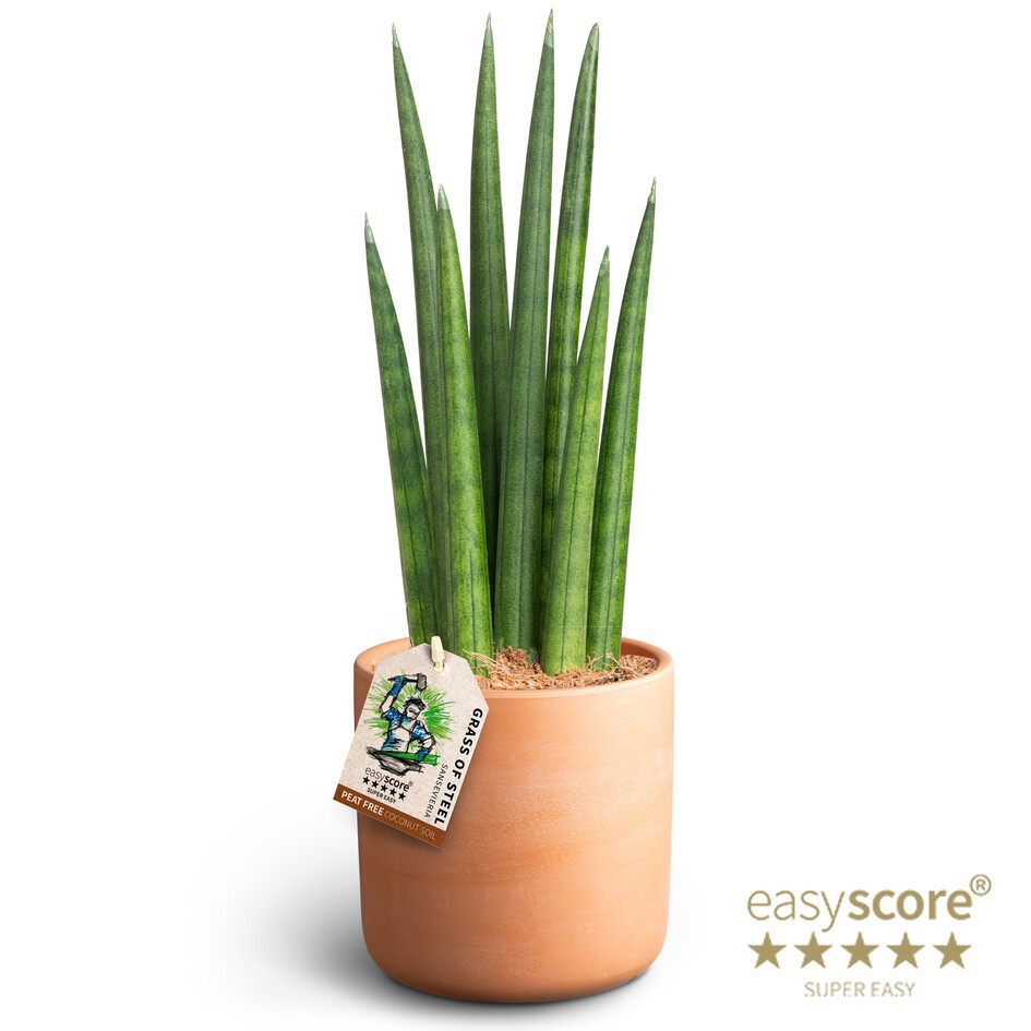 Raw Terracotta, Sansevieria ´Rocket´, D 12
