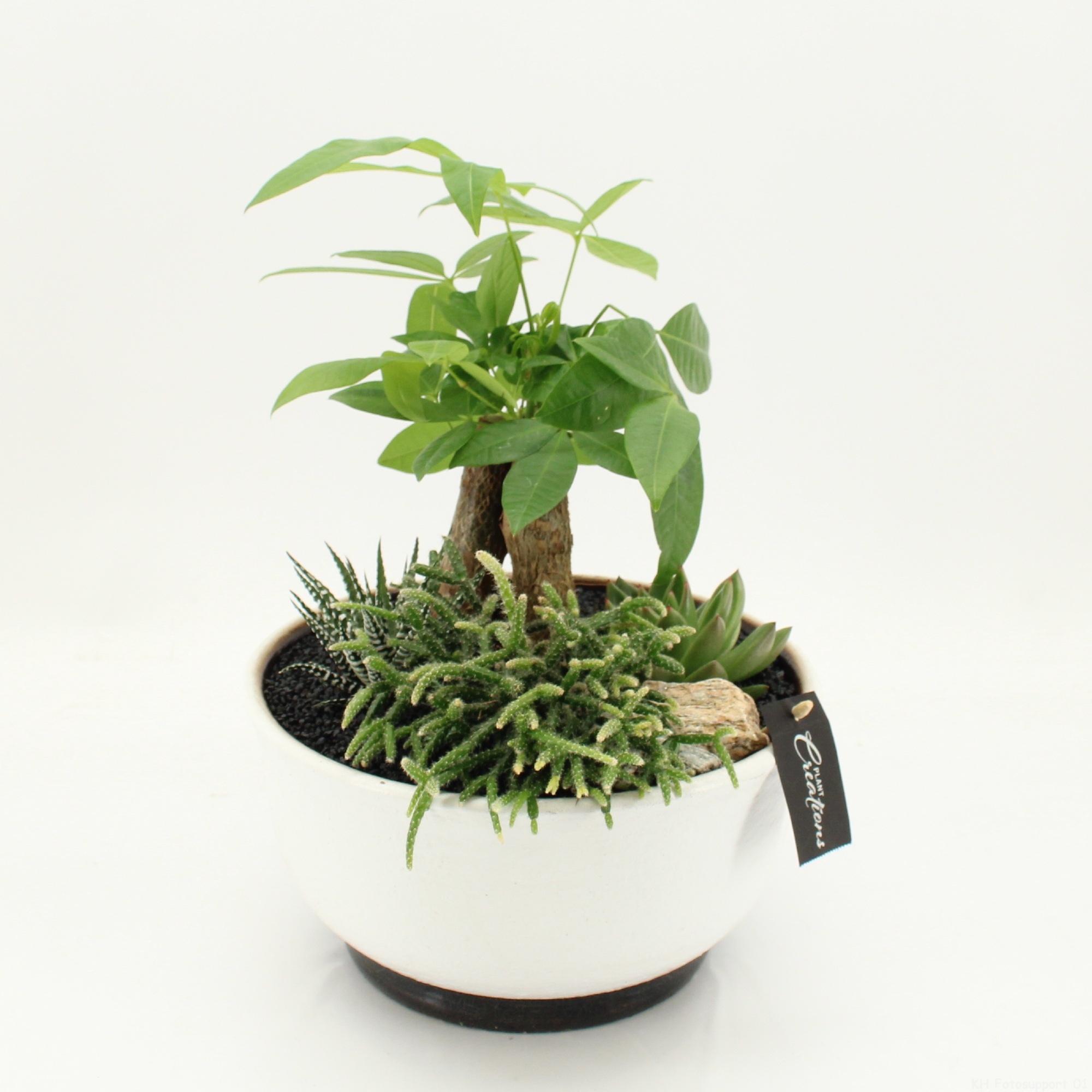 GRCR-2661 Green Essentials, D 22