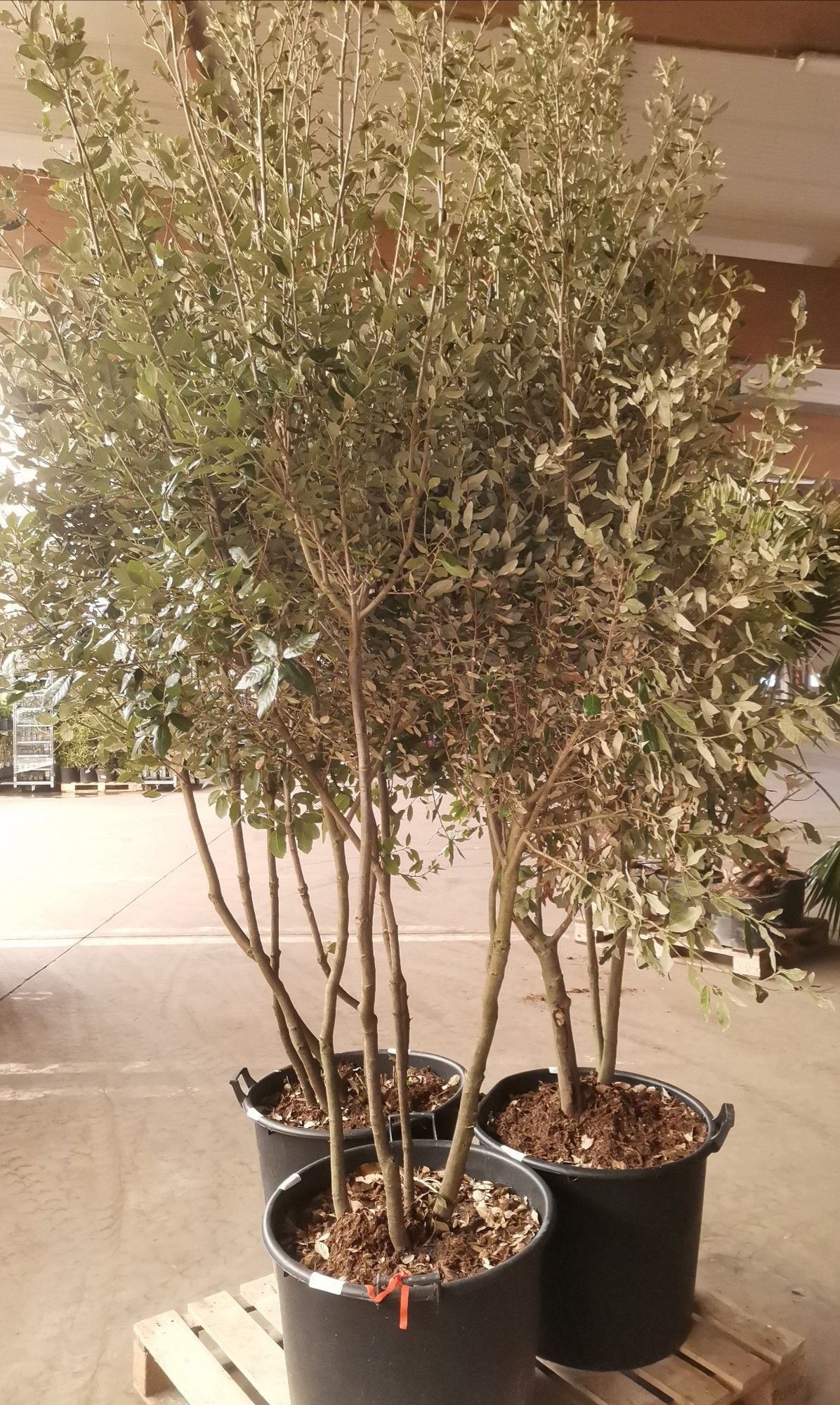 querc mult 350, D 45