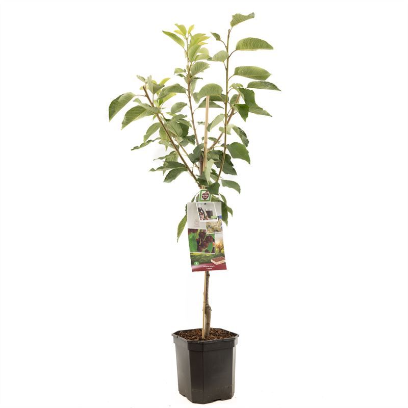Prunus avium Lapins laagstam Zoete kers, D 24