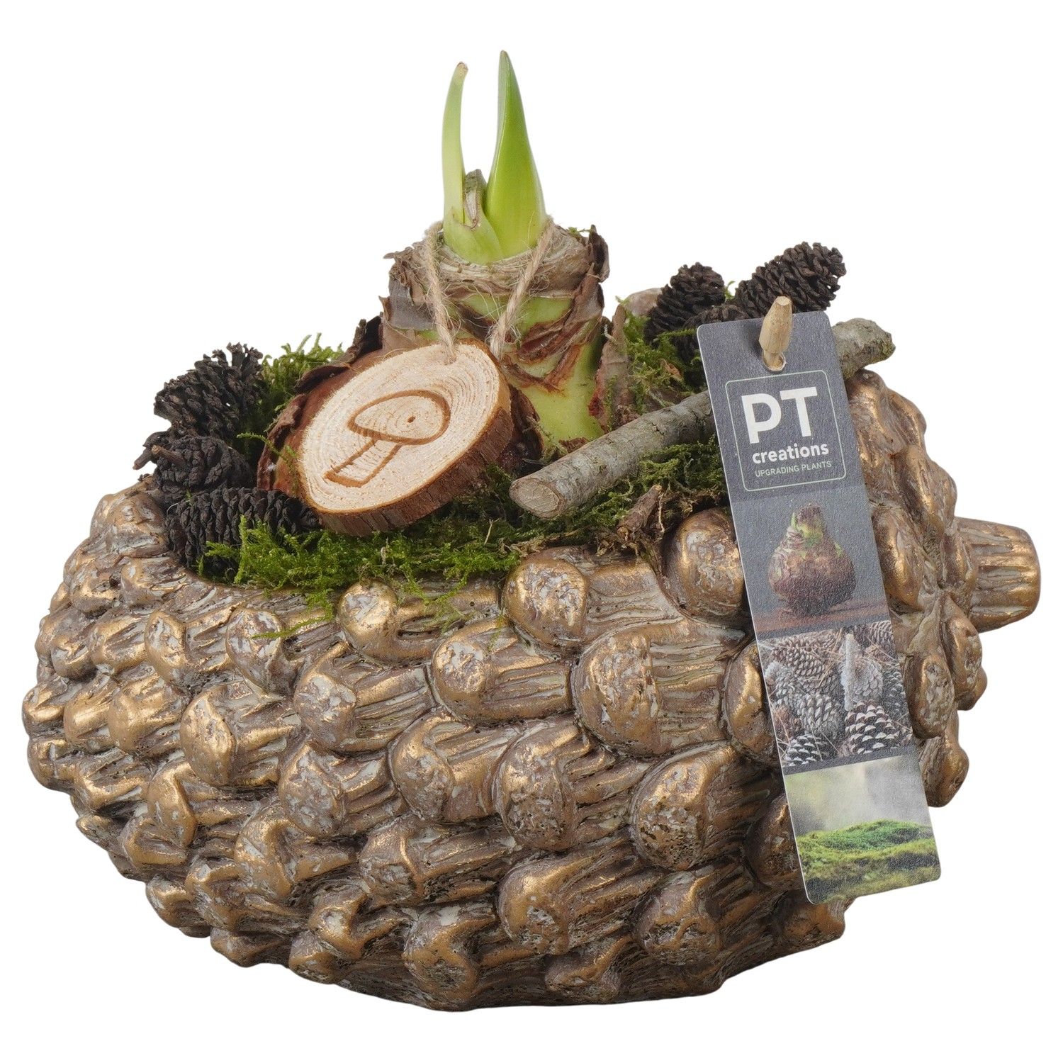 PTAA7520 Arrangement Amaryllis in beton pot, D 21 cm