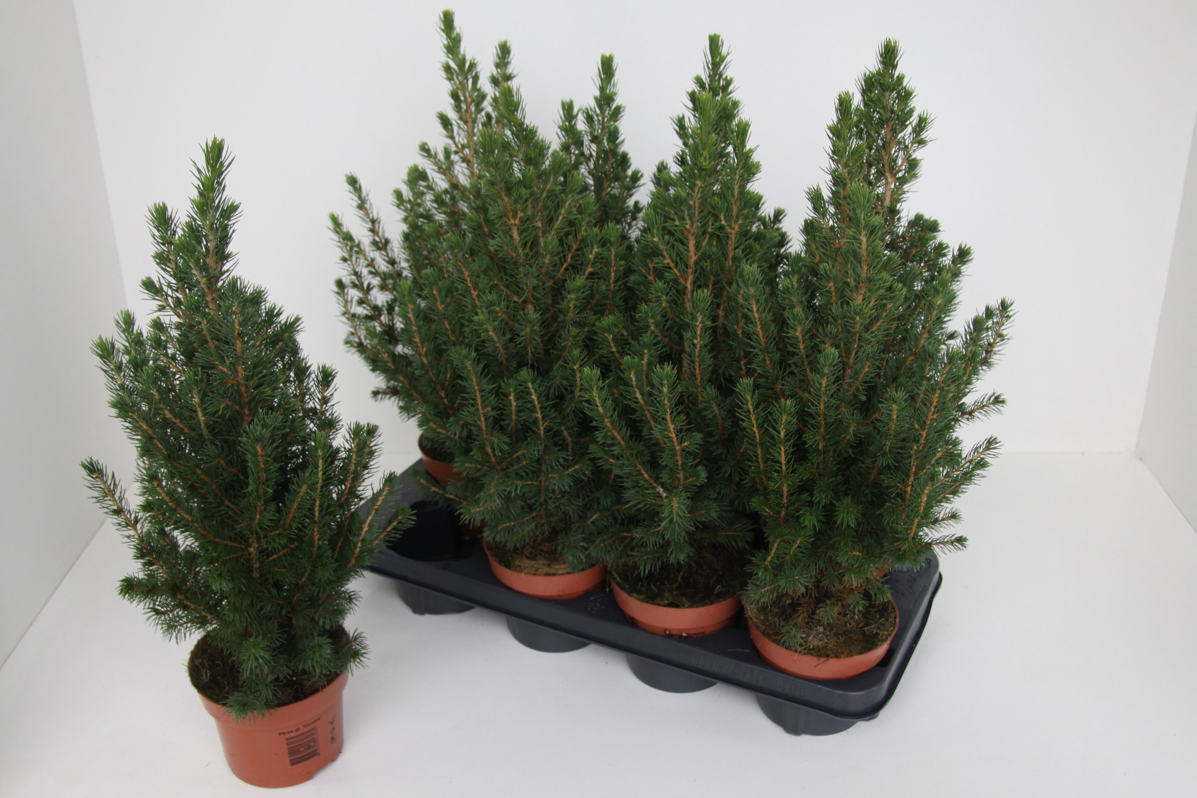 Picea glauca 'Conica', D 13