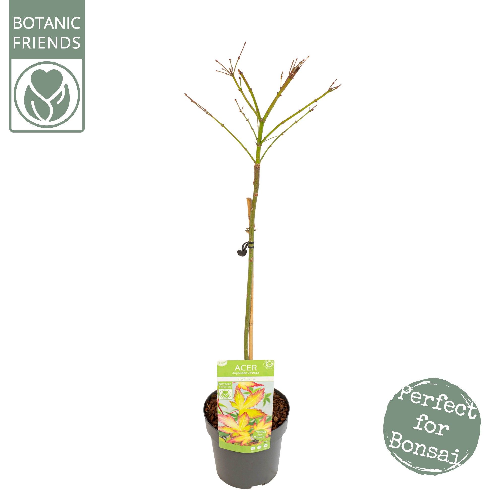 Acer palm. 'Little Princess', D 19