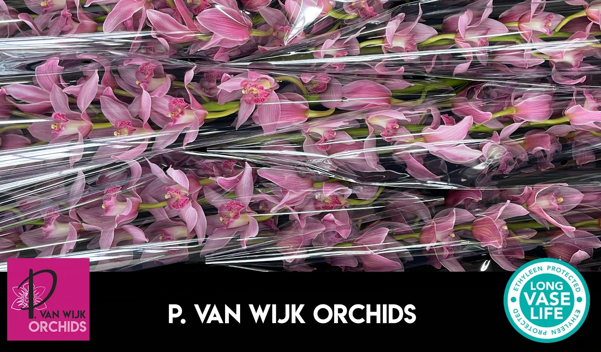 Цимбидиум Эллиот Роджерс С290 x6 80, шт.