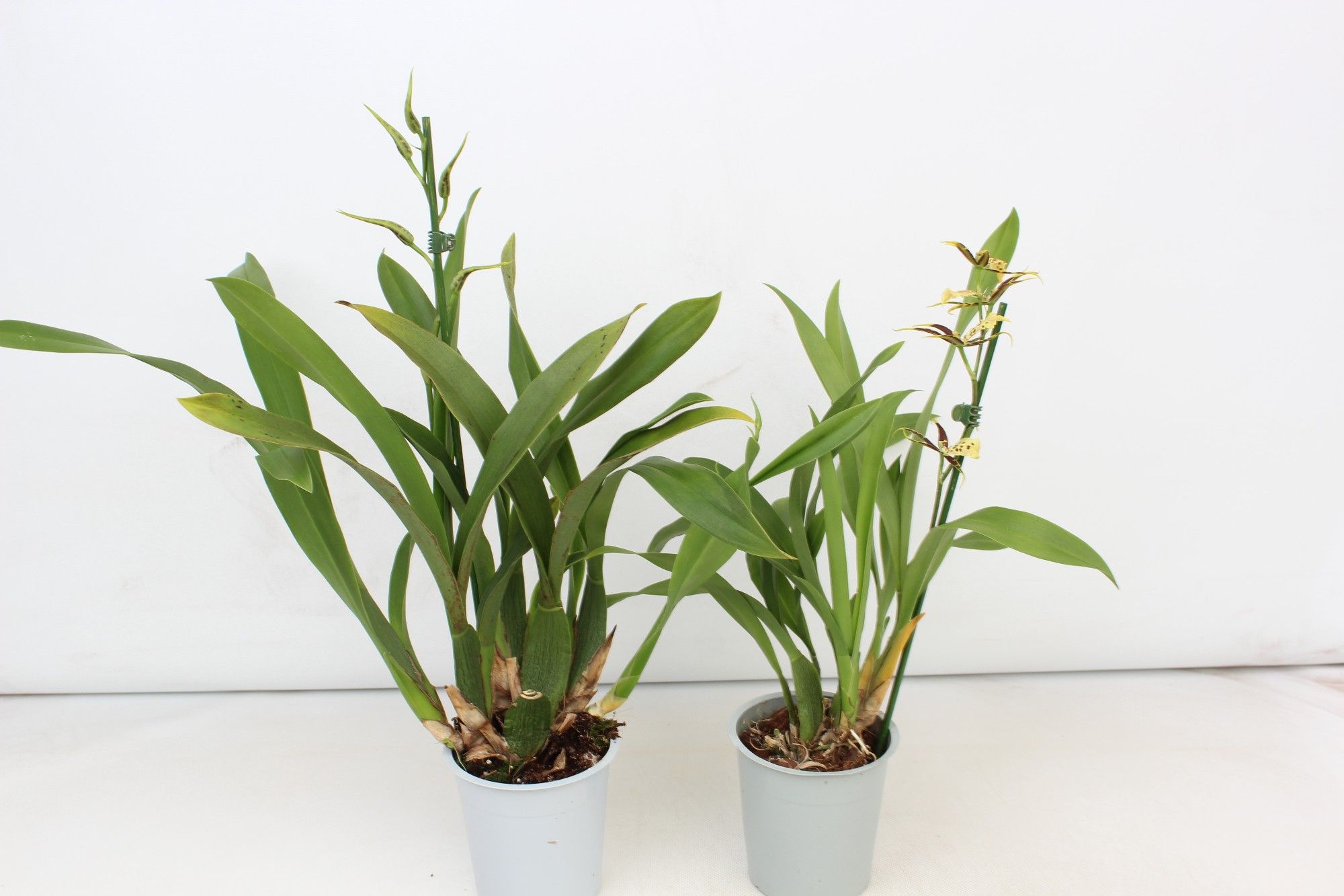 Brassia A2 12 cm, D 12 cm