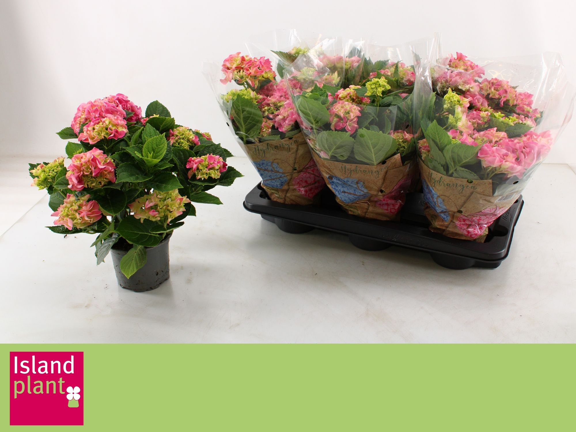 Hydr. macr. Roze, D 13