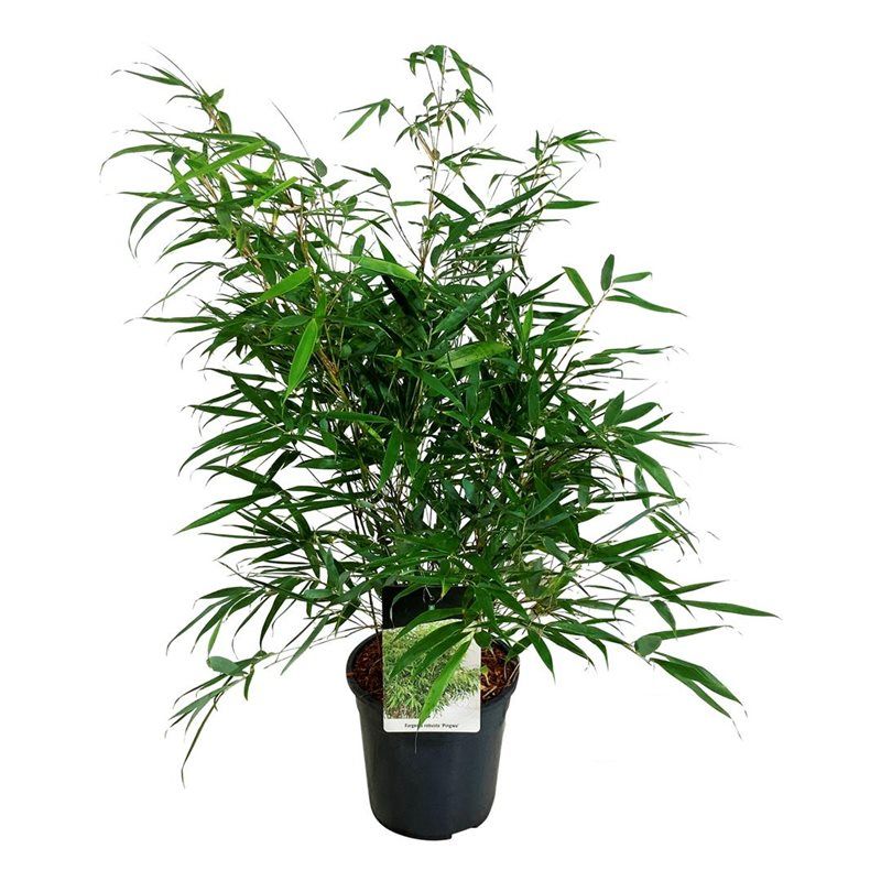 Fargesia robusta 'Pingwu', D 24