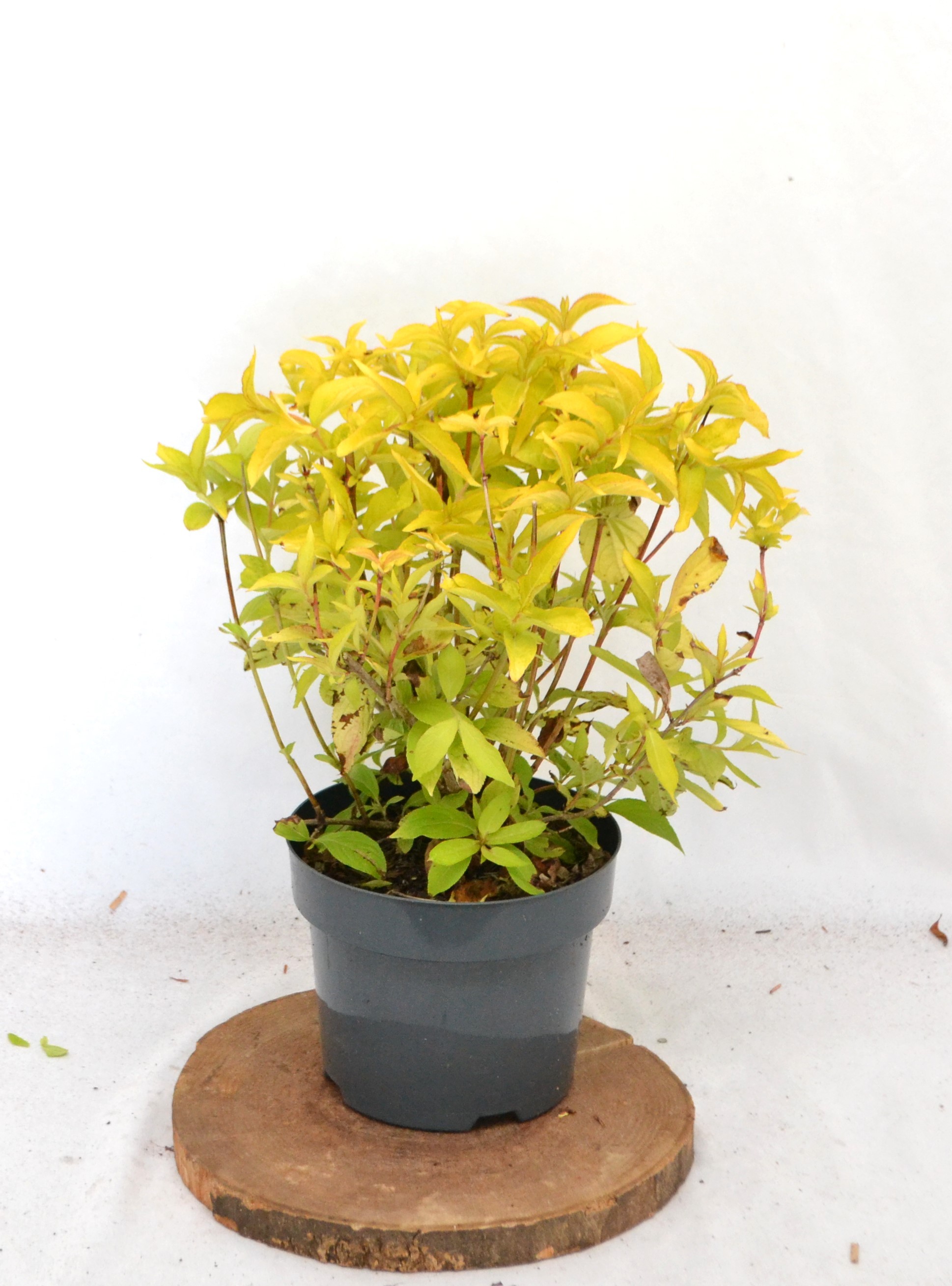 Weigela florida Jean's Gold C3 30-40, D 19 cm