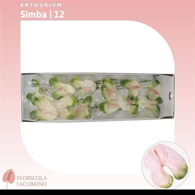 Антуриум Симба, шт.