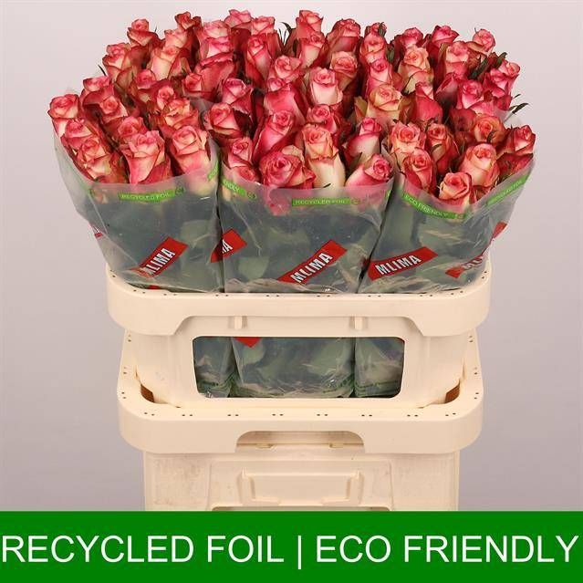 Роза од. Спарк Кондор 80, шт.