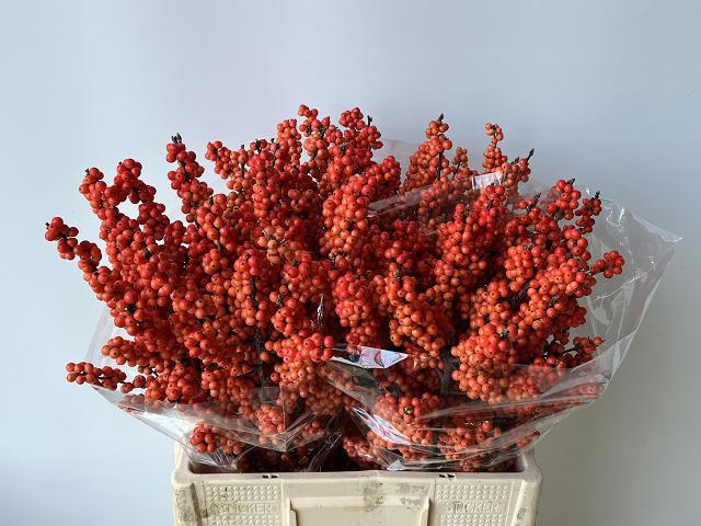 Илекс Винтер Голд 60, шт.