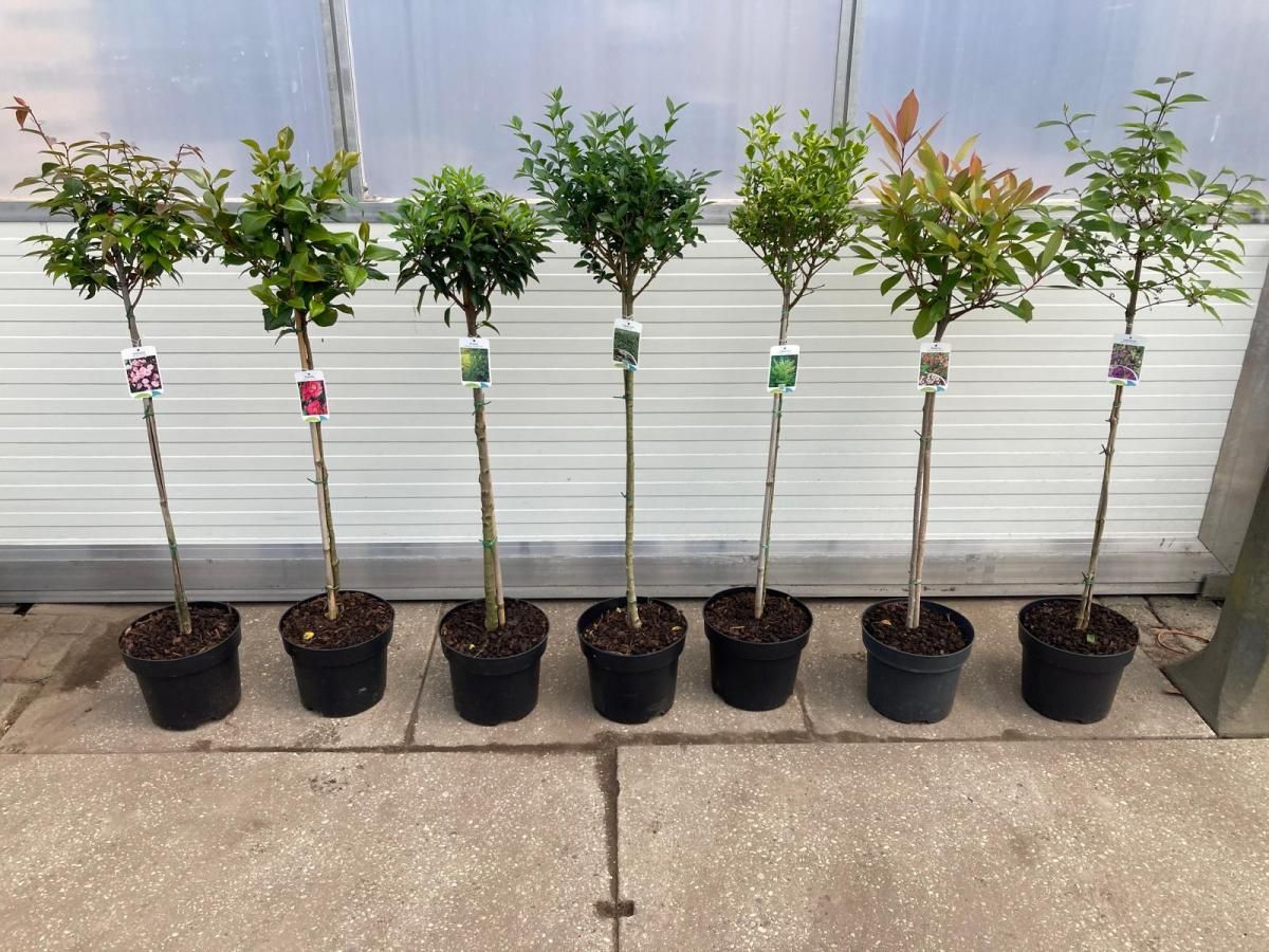 Prunus Gemengd, kroon, D 29