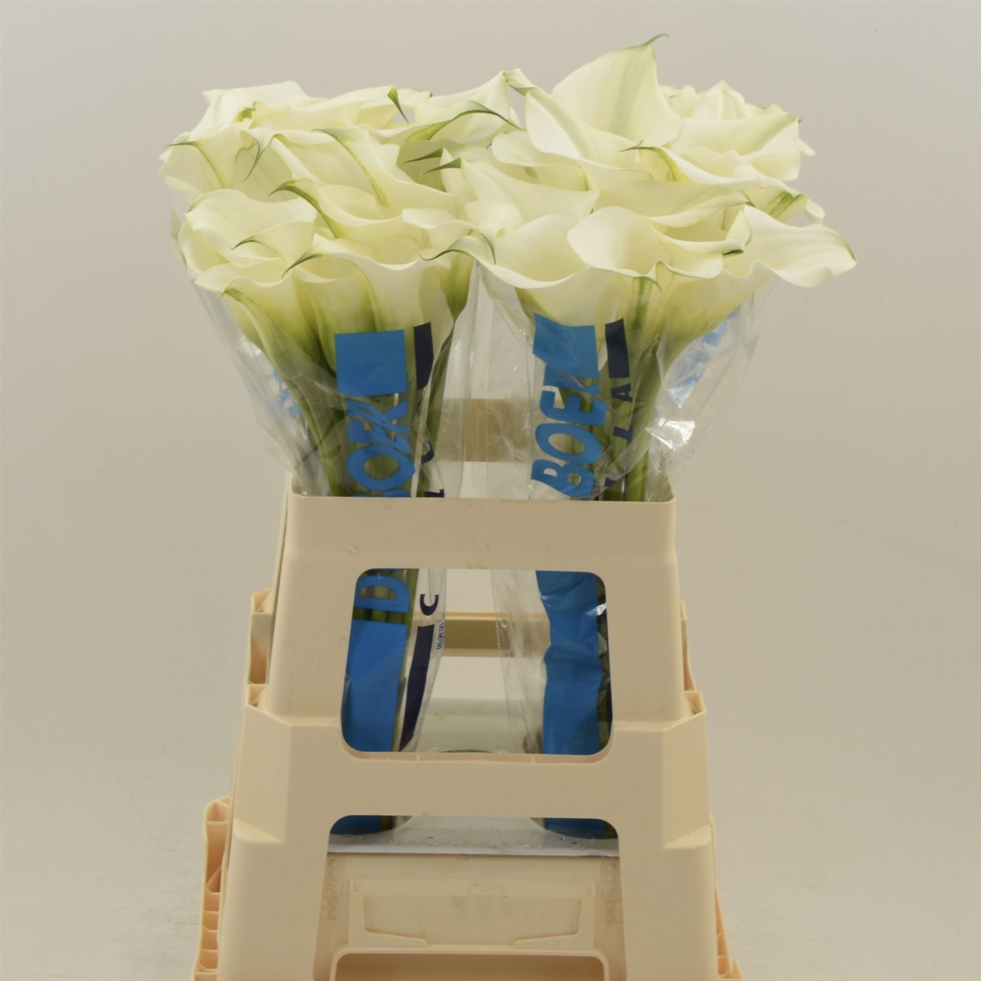 Калла Кэптен Вентура 60, шт.