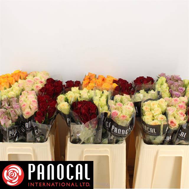 Роза од. Микс в баке 50, шт.