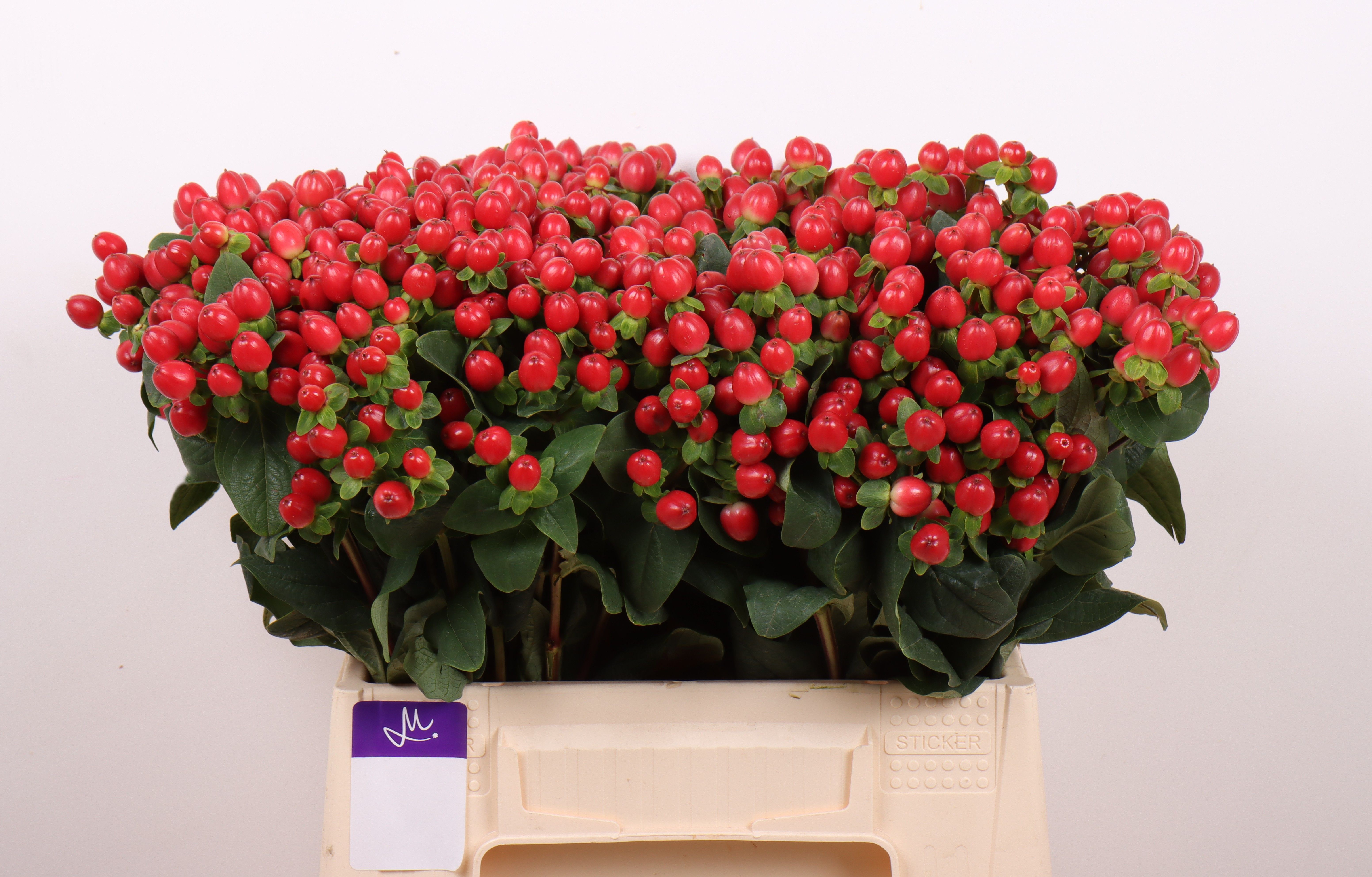 Гипперикум Томато Флэр 40, шт. Гипперикум Томато Флэр 40, шт.