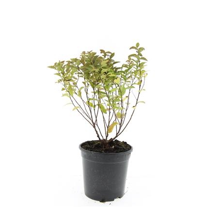 Spiraea jap. 'Manon', D 14 cm