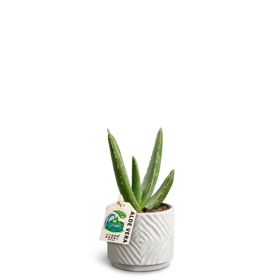 ALOE VERA 40669625 Dune, D 7 cm