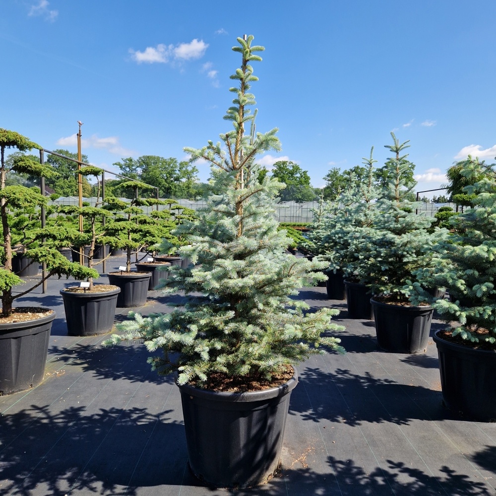 Picea pungens 'Edith', D 65 cm